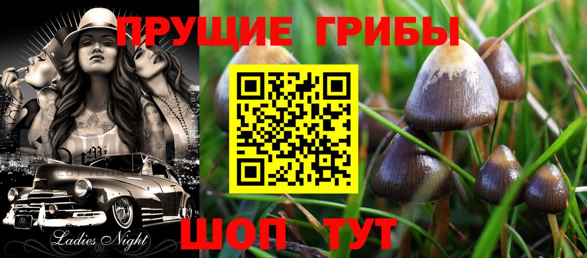 Псилоцибиновые грибы Psilocybe Улан-Удэ