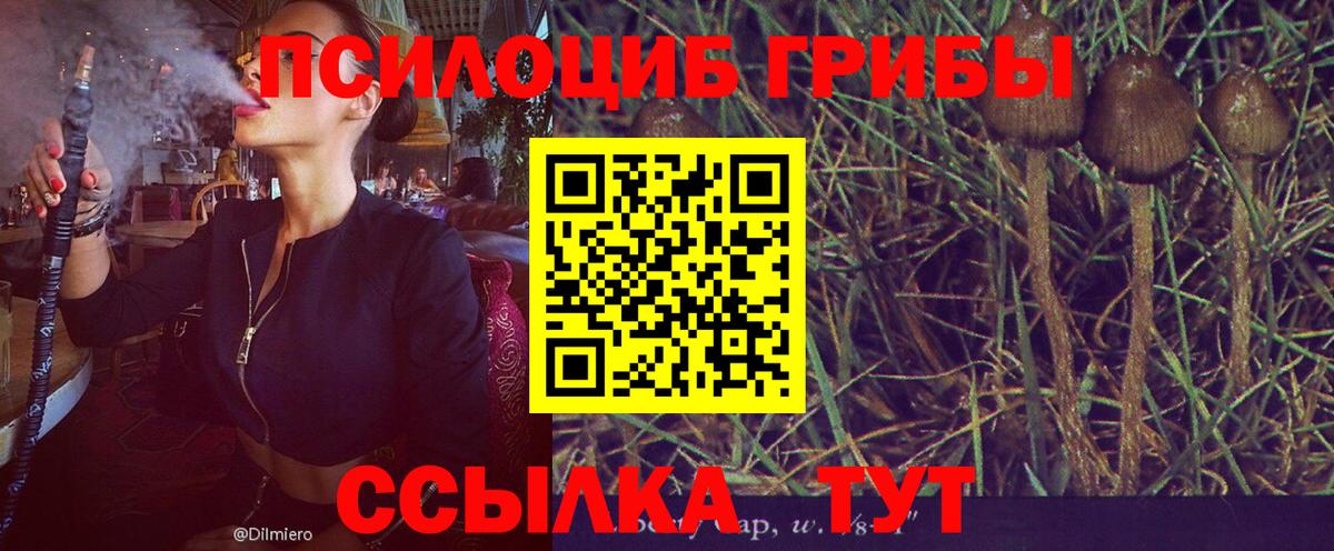 Галлюциногенные грибы Psilocybine cubensis  Псилоцибиновые грибы мицелий  Вход с VPN  Улан-Удэ 